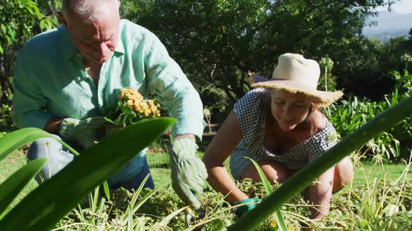 Caucasian senior couple planting in their garden in the sun