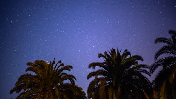 Night Time Stars in Oasis Palms