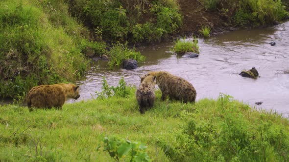 a family of hyenas walks along the shore of a reservoir next to stones and green grass in a national