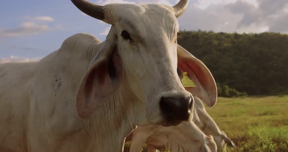 A herd of well-groomed cows and steers graze in a meadow.