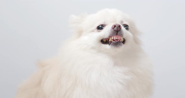 White pomeranian bark