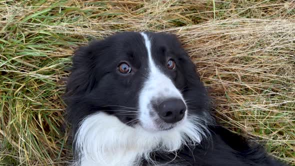 Adorable pet Border Collie relaxing on the grass - Close up