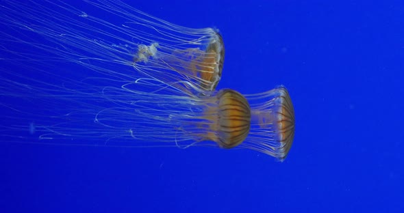 Japanese Sea Nettle, chrysaora pacifica, real time 4K