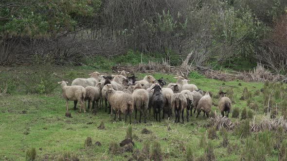A herd of sheep grazes in a meadow with juicy green grass
