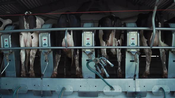 Modern Cows Milking Platform at Production Facility