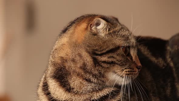 Cute playful tabby Scottish Fold cat stalking it's favorite toy with it's eyes, shows coping with ho