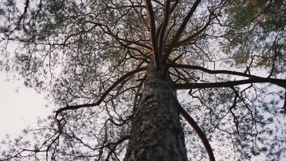 Green Crowns of Beautiful Tree Under Blue Sky in Pine Wood