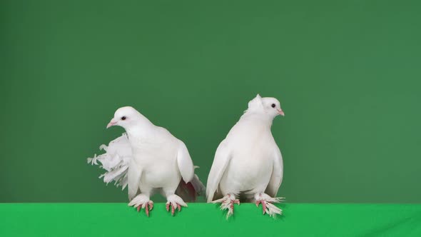 Pigeons with White Beautiful Plumage Sit in a Studio with a Green Screen Chroma Key