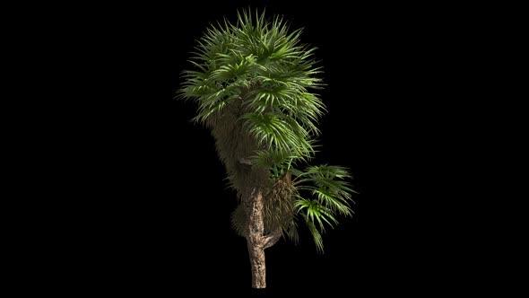 Palm Tree  alt