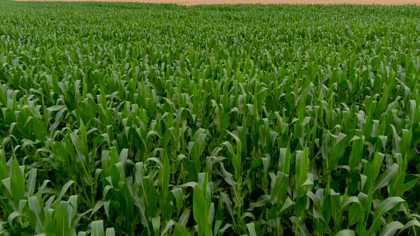 Agricultural industry concept: aerial footage of a corn field.