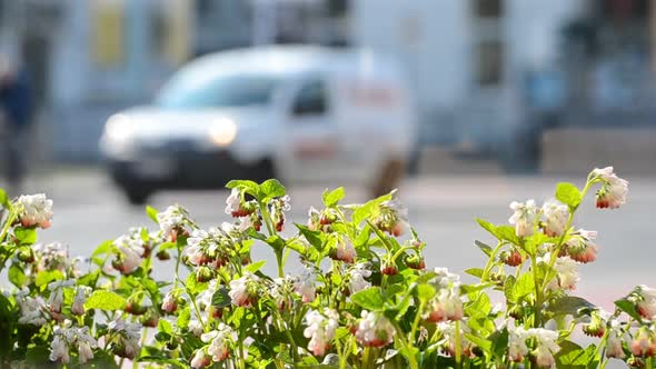 A blooming flower bed in front of an urban background with multiple vehicles driving through frame.