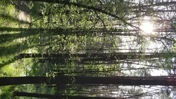 Vertical Video of a Forest with Pine Trees