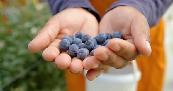 Worker holding blueberries in hand 4k