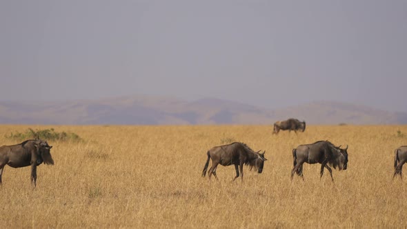 Herd of wildebeests with a calf in Masai Mara