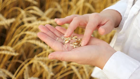 Closeup of Woman's Hands Sorting Through Wheat with Husks in a Field