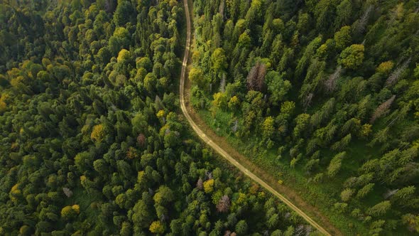 Road in a Coniferous Forest