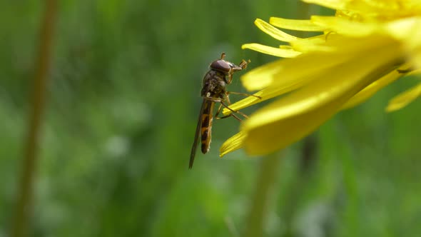 Melanostoma mellinum - Hoverfly On Petals Of Yellow Flower With Blurred Green Background. - close up