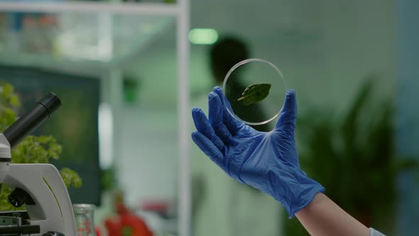 Closeup of Botanist Researcher Holding in Hands Sample with Green Leaf