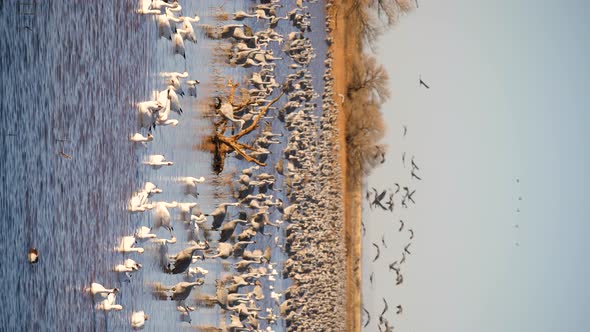 Vertical shot of Sandhill cranes standing in the water snow geese landing with flock.