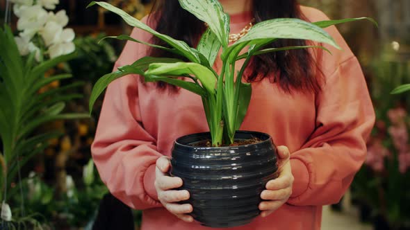 Close Up Female Gardener Holding Green Pot Plant in Hands Indoor Orangery