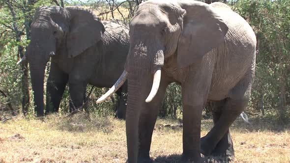 Herd of African Elephants walking on the grassland