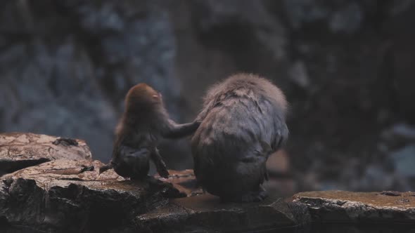 Japanese monkey sitting on stone near pond and drinking water