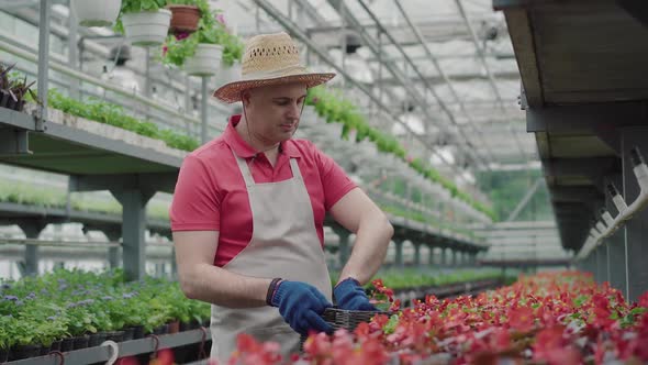 Confident Serious Male Biologist Putting Pots with Flowers Into Box. Portrait of Mid-adult Caucasian