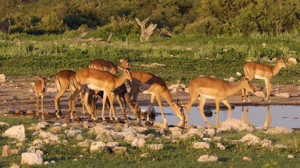 Impala Antelopes At A Waterhole 