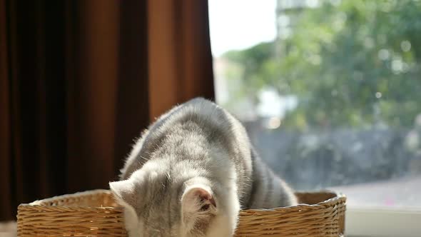 Cute Kitten Playing In A Basket