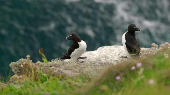 A pair of alert razorbill seabirds (Alca torda) sit on the edge of a thrift covered cliff with each