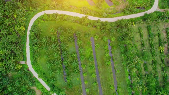 Drone fly over beautiful coconut plantations