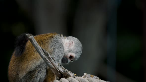 Close Up Of A Squirrel Monkey Looking Around Outdoors