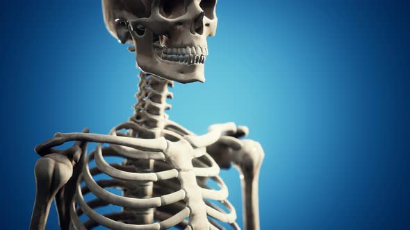 Full Human Skeleton Standing