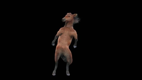 33 Horse Dancing HD