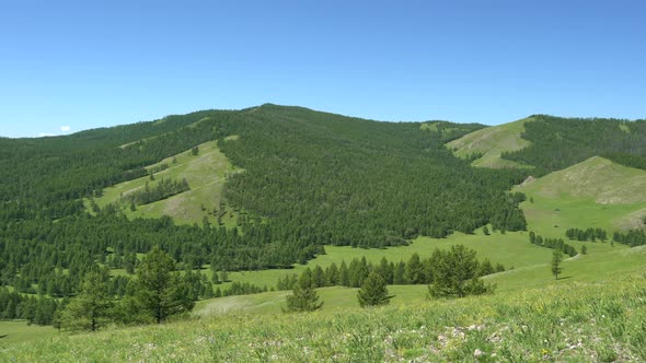 Green Meadows in The Sparsely Wooded Between Forest Covered Hills