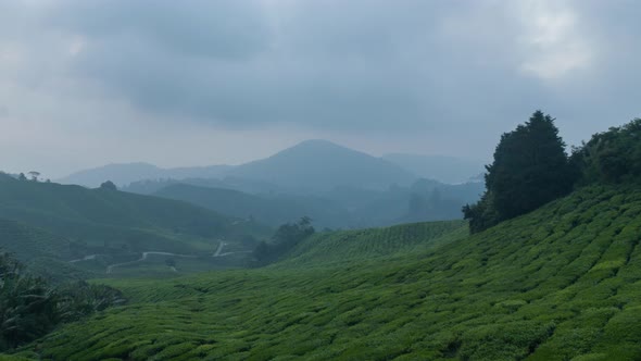 Sunrise Tea plantation Cameron highlands