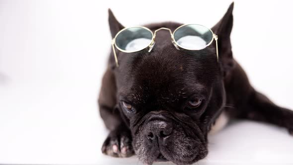 French Bulldog Wearing Round Sunglasses on Its Head