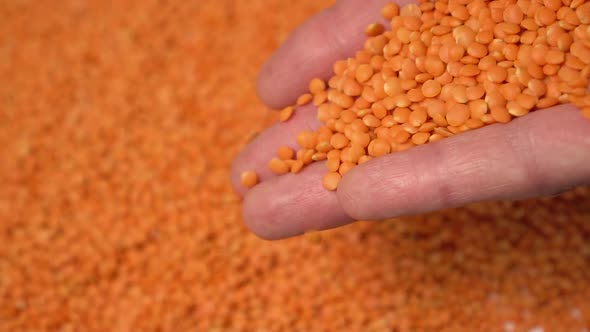 Handful of uncooked lentils falling from the palm of the hand 