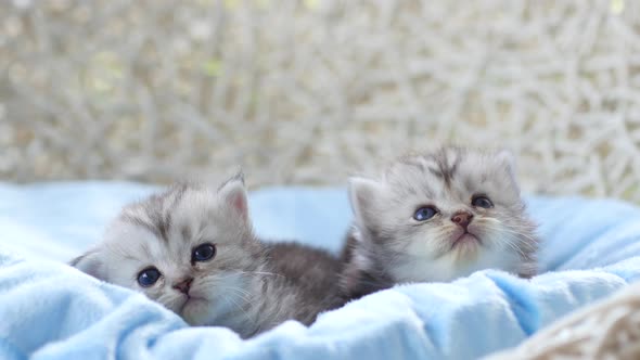 Close Up Of Scottish Kittens Sitting On Bed