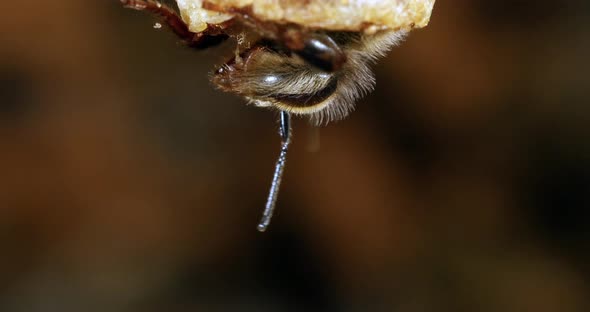 European Honey Bee, apis mellifera, Emergence of a Queen, Bee Hive in Normandy, Real Time 4K