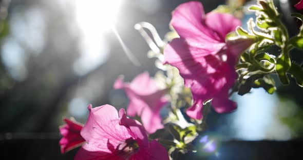 Pink Salmon Petunia Flower with Sunrise and Swaying in the Breeze. Close Up Slow Motion V2