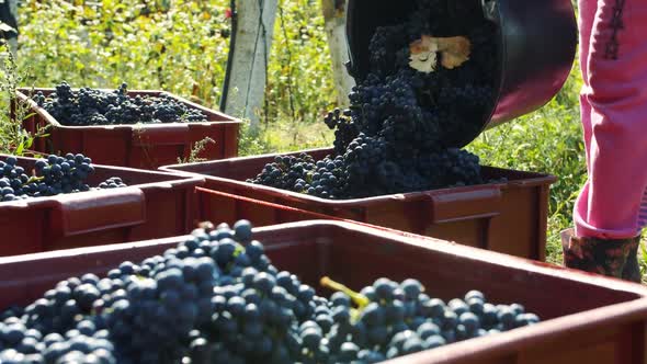 Grape Harvesting Outdoors in Sunlight