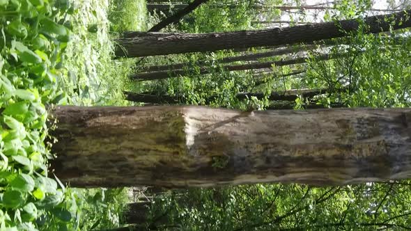 Vertical Video Aerial View Inside a Green Forest with Trees in Summer