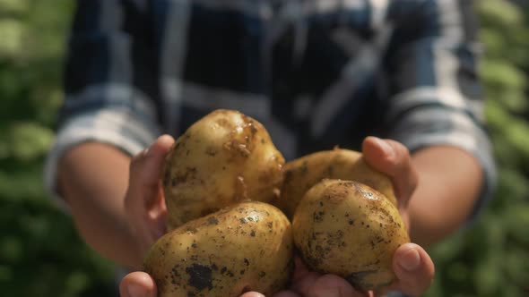 Farmer Holding in Hands the Harvest of Potatoes in the Garden. Organic Vegetables. Farming