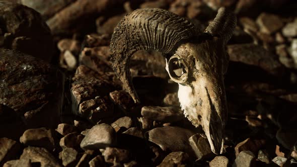 Ram Skull on Desert Rocks