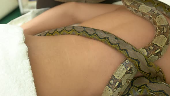 Close Up Python Crawling on Male Naked Back