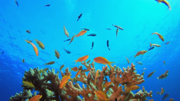 Underwater Sea Tropical Life