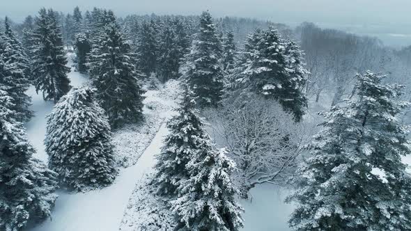 Drone Flight Over the Winter Park. National Botanical Garden of Kiyv, Ukraine