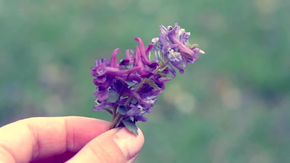 Girl Holding a Small Field Flower in Her Hand