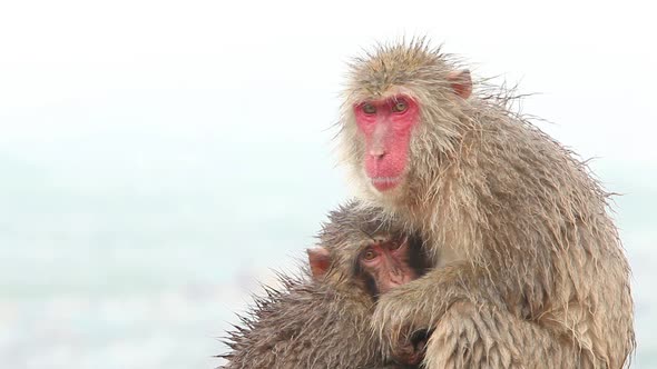 Japanese Monkey In The Rain